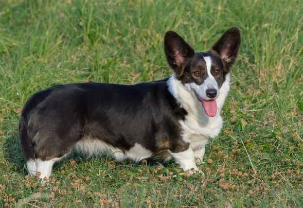 Welsh Corgi Cardigan Dogs Breed - Information, Temperament, Size & Price | Pets4Homes