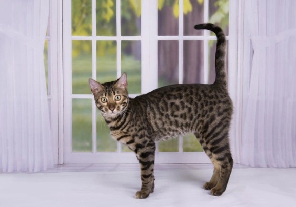 Savannah Cats Breed - Information, Temperament, Size & Price | Pets4Homes