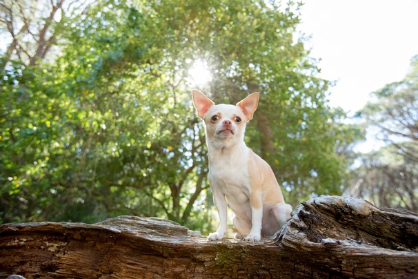 Chihuahua Dogs Ras: Karakter, Levensduur & Prijs | Puppyplaats