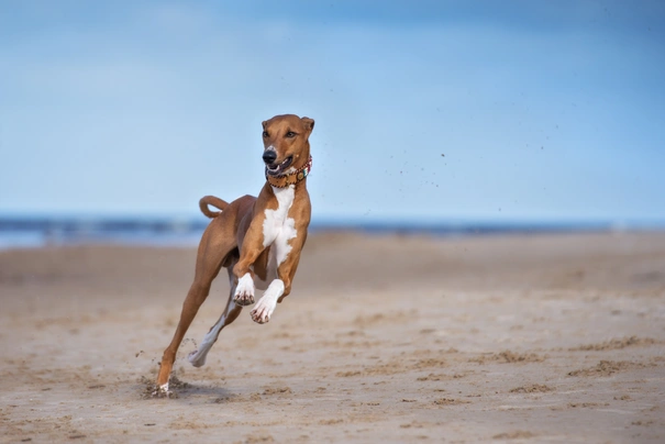 Azawakh Dogs Ras: Karakter, Levensduur & Prijs | Puppyplaats