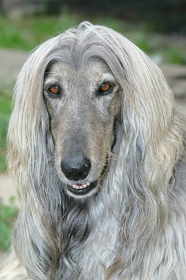 Afghan Hound Dogs Breed - Information, Temperament, Size & Price | Pets4Homes