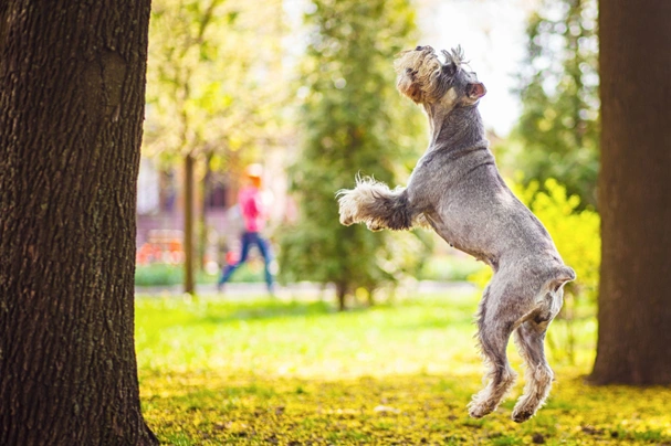 Riesenschnauzer Dogs Ras: Karakter, Levensduur & Prijs | Puppyplaats