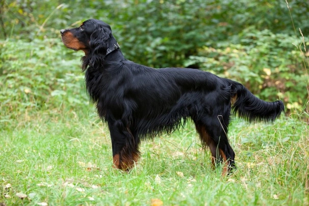 Gordon Setter Dogs Breed - Information, Temperament, Size & Price | Pets4Homes