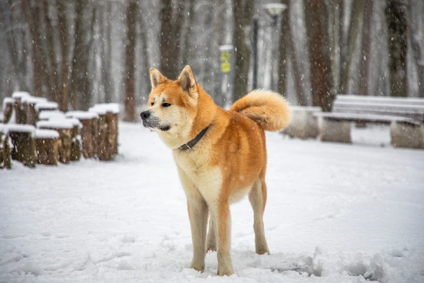 Akita Dogs Breed - Information, Temperament, Size & Price | Pets4Homes