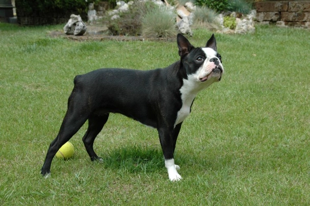 Boston Terrier Dogs Breed - Information, Temperament, Size & Price | Pets4Homes