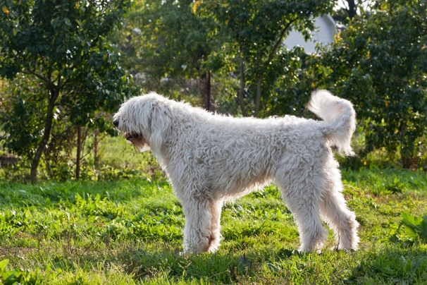 Komondor Dogs Breed - Information, Temperament, Size & Price | Pets4Homes