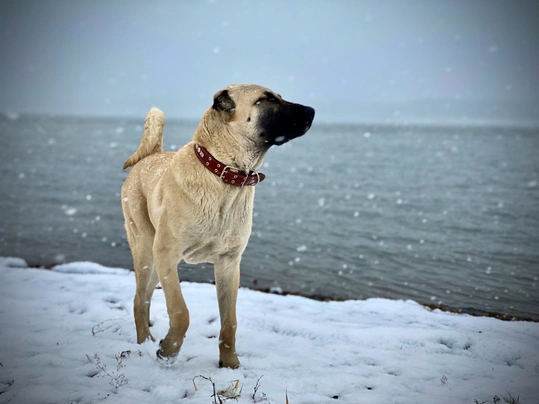 Turkish Kangal Dogs Ras: Karakter, Levensduur & Prijs | Puppyplaats