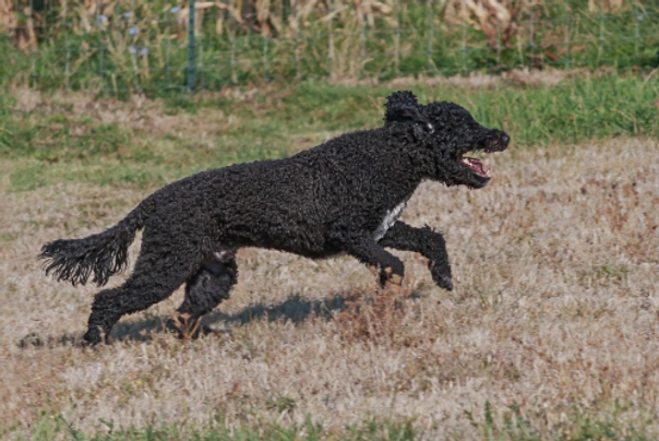 Portuguese Water Dog Dogs Breed - Information, Temperament, Size & Price | Pets4Homes