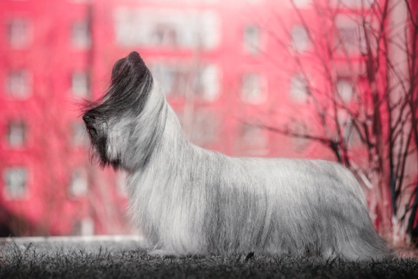 Skye Terrier Dogs Breed - Information, Temperament, Size & Price | Pets4Homes