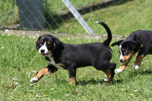 Entlebucher Sennenhond Dogs Ras: Karakter, Levensduur & Prijs | Puppyplaats