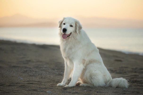 Berghond van de Maremmen en Abruzzen Dogs Ras: Karakter, Levensduur & Prijs | Puppyplaats