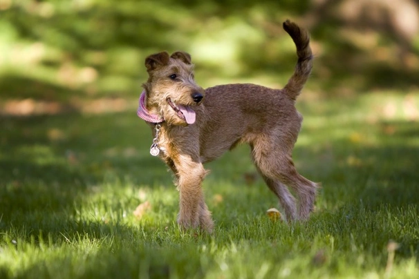 Irish Terrier Dogs Breed - Information, Temperament, Size & Price | Pets4Homes