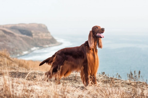 Ierse Setter Dogs Ras: Karakter, Levensduur & Prijs | Puppyplaats