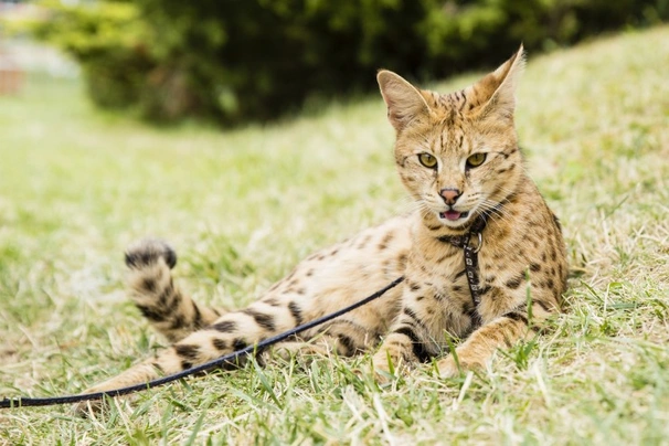 Savannah Cats Breed - Information, Temperament, Size & Price | Pets4Homes