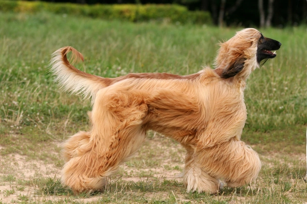 Afghan Hound Dogs Breed - Information, Temperament, Size & Price | Pets4Homes