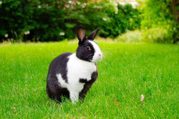 Dutch Rabbits Breed - Information, Temperament, Size & Price | Pets4Homes