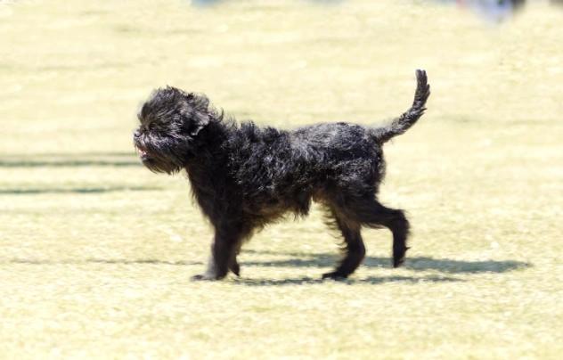 Affenpinscher Dogs Ras: Karakter, Levensduur & Prijs | Puppyplaats