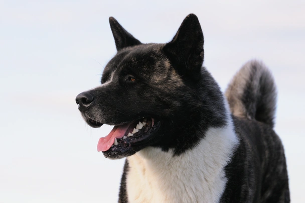 American Akita Dogs Ras: Karakter, Levensduur & Prijs | Puppyplaats