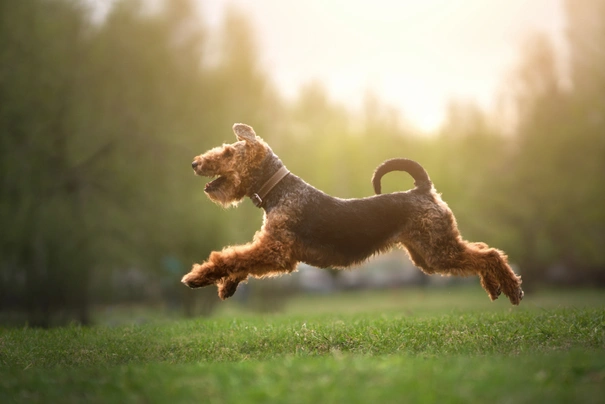 Welsh Terrier Dogs Breed - Information, Temperament, Size & Price | Pets4Homes