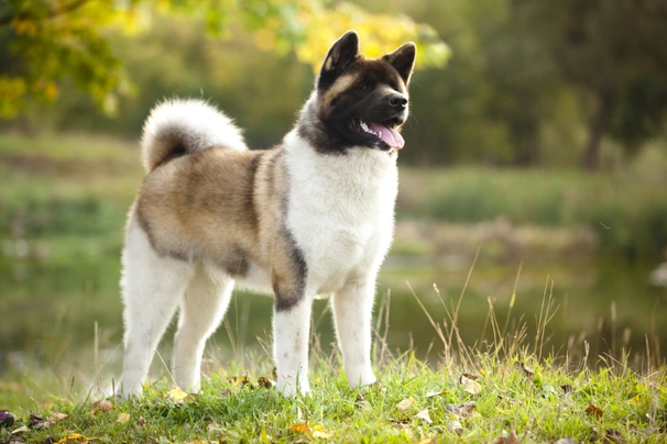 American Akita Dogs Ras: Karakter, Levensduur & Prijs | Puppyplaats