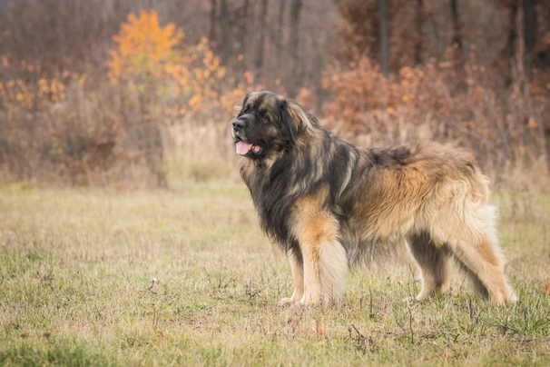 Leonberger Dogs Breed - Information, Temperament, Size & Price | Pets4Homes