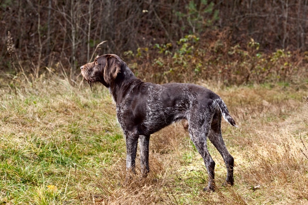 Braco Alemán de Pelo Duro Dogs Raza - Características, Fotos & Precio | MundoAnimalia