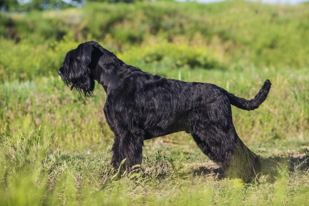 Giant Schnauzer Dogs Breed - Information, Temperament, Size & Price | Pets4Homes