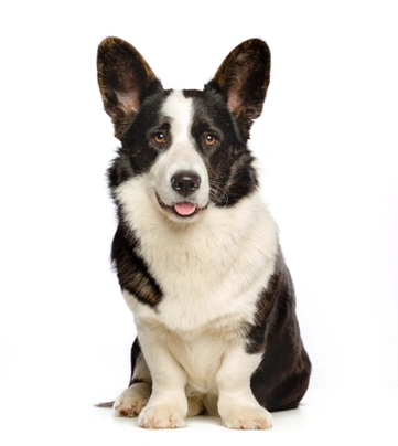 Welsh Corgi Cardigan Dogs Breed - Information, Temperament, Size & Price | Pets4Homes