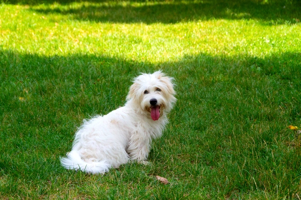 Coton De Tulear Dogs Breed - Information, Temperament, Size & Price | Pets4Homes