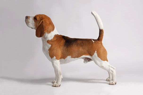 Beagle Dogs Breed - Information, Temperament, Size & Price | Pets4Homes