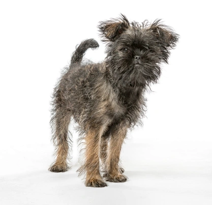 Affenpinscher Dogs Ras: Karakter, Levensduur & Prijs | Puppyplaats