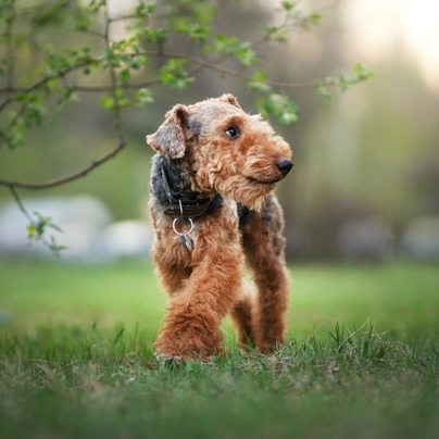 Welsh Terriër Dogs Ras: Karakter, Levensduur & Prijs | Puppyplaats