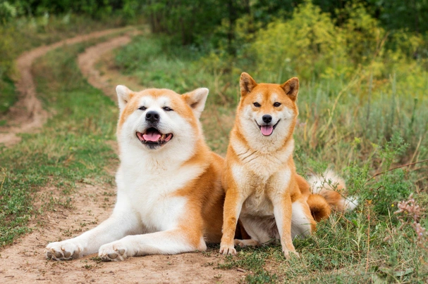 Akita Inu Dogs Raza - Características, Fotos & Precio | MundoAnimalia