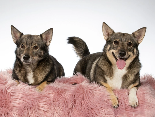 Vallhund Sueco Dogs Raza - Características, Fotos & Precio | MundoAnimalia