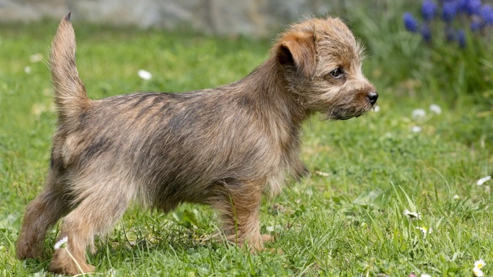 Norfolk Terrier Dogs Breed - Information, Temperament, Size & Price | Pets4Homes