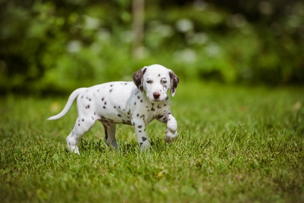 Dalmatiër Dogs Ras: Karakter, Levensduur & Prijs | Puppyplaats