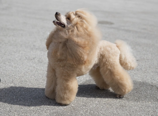 Standard Poodle Dogs Breed - Information, Temperament, Size & Price | Pets4Homes