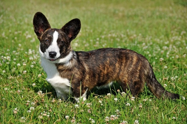 Welsh Corgi Cardigan Dogs Breed - Information, Temperament, Size & Price | Pets4Homes