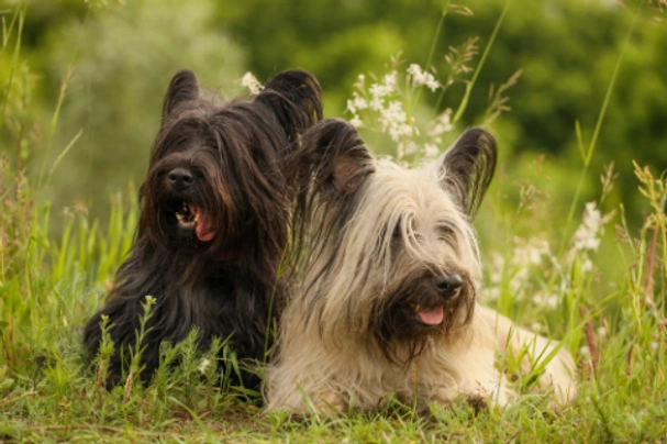 Skye Terrier Dogs Breed - Information, Temperament, Size & Price | Pets4Homes