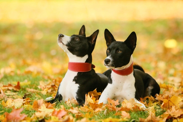 Basenji Dogs Breed - Information, Temperament, Size & Price | Pets4Homes