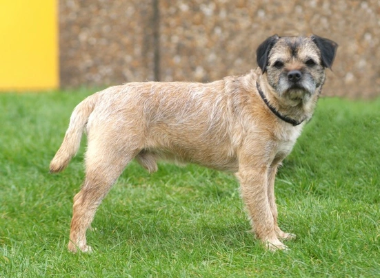 Border Terrier Dogs Breed - Information, Temperament, Size & Price | Pets4Homes