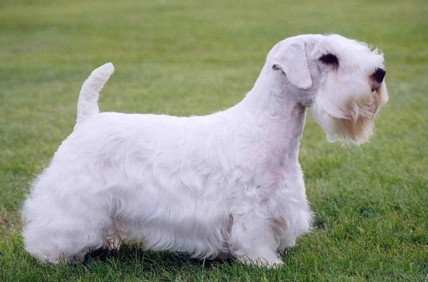 Sealyham Terrier Dogs Breed - Information, Temperament, Size & Price | Pets4Homes