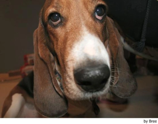 Basset Artésien Normand Dogs Ras: Karakter, Levensduur & Prijs | Puppyplaats