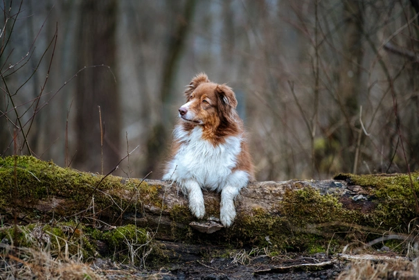 Australian Shepherd Dogs Ras: Karakter, Levensduur & Prijs | Puppyplaats