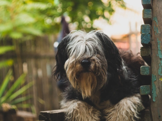 Polish Lowland Sheepdog Dogs Breed - Information, Temperament, Size & Price | Pets4Homes