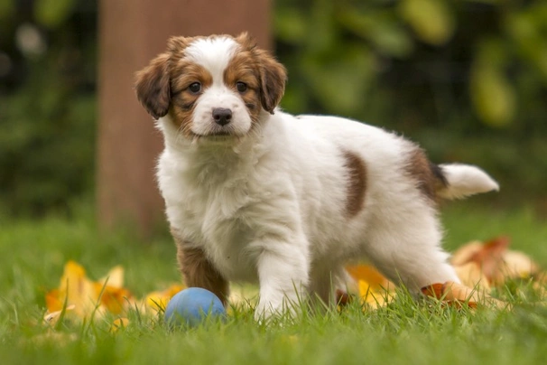 Kooikerhondje Dogs Ras: Karakter, Levensduur & Prijs | Puppyplaats