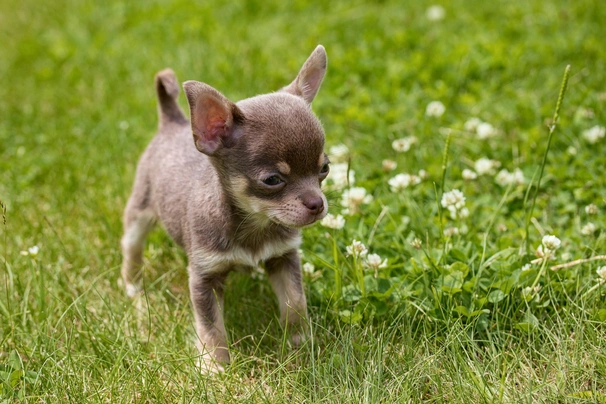 Chihuahua Dogs Ras: Karakter, Levensduur & Prijs | Puppyplaats