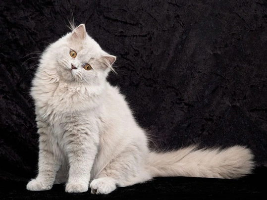 Turkish Angora Cats Breed - Information, Temperament, Size & Price | Pets4Homes