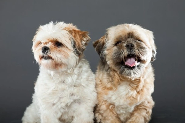 Shih Tzu Dogs Ras: Karakter, Levensduur & Prijs | Puppyplaats