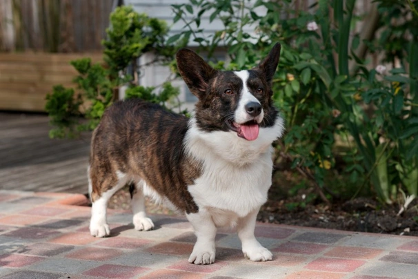 Welsh Corgi Cardigan Dogs Breed - Information, Temperament, Size & Price | Pets4Homes